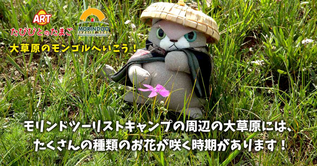 モリンドツーリストキャンプの周辺の大草原には、たくさんの種類のお花が咲く時期があります！