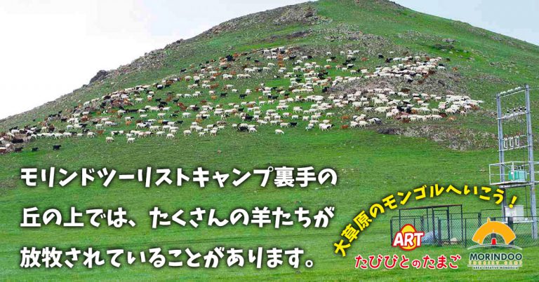 モリンドツーリストキャンプ裏手の丘の上では、たくさんの羊たちが放牧されていることがあります。
