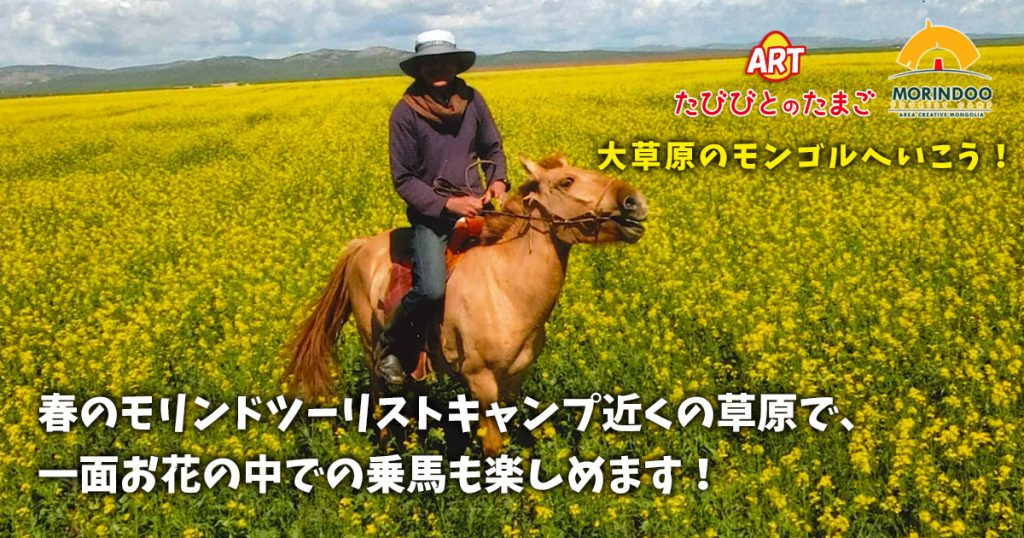 春のモリンドツーリストキャンプ近くの草原で、一面お花の中での乗馬も楽しめます！