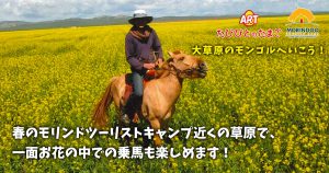 春のモリンドツーリストキャンプ近くの草原で、一面お花の中での乗馬も楽しめます！
