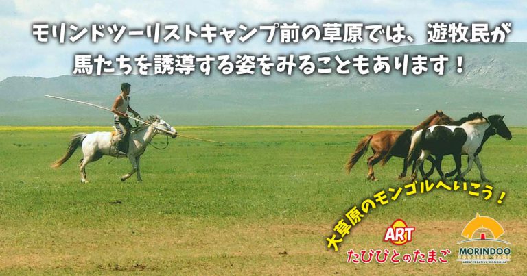 モリンドツーリストキャンプ前の草原では、遊牧民が馬たちを誘導する姿をみることもあります！