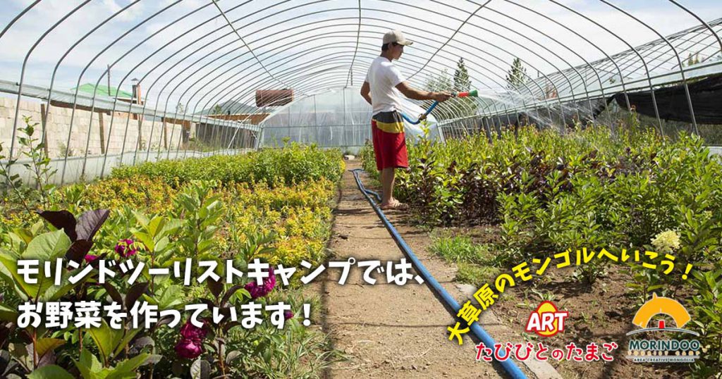 モリンドツーリストキャンプでは、お野菜を作っています！