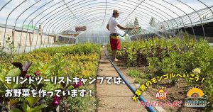 モリンドツーリストキャンプでは、お野菜を作っています！