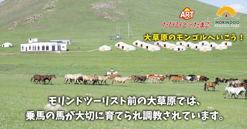 モリンドツーリスト前の大草原では、乗馬の馬が大切に育てられ調教されています。